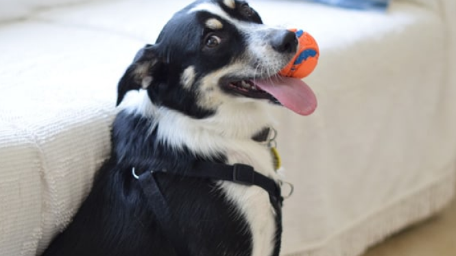 imagem de cão