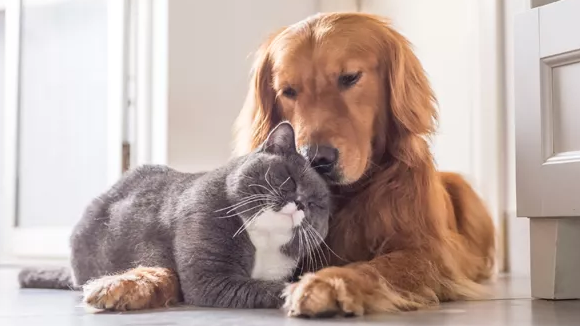 imagem de cão