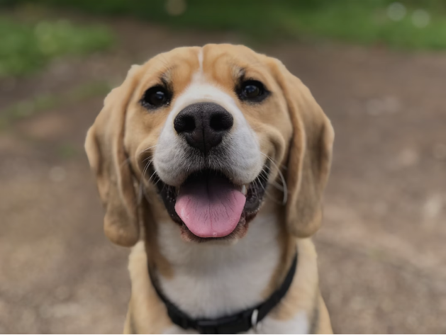 Imagem de um cão