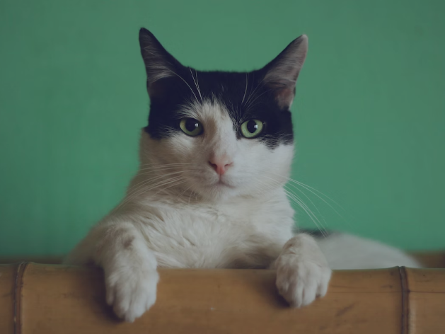 Imagem de um gato