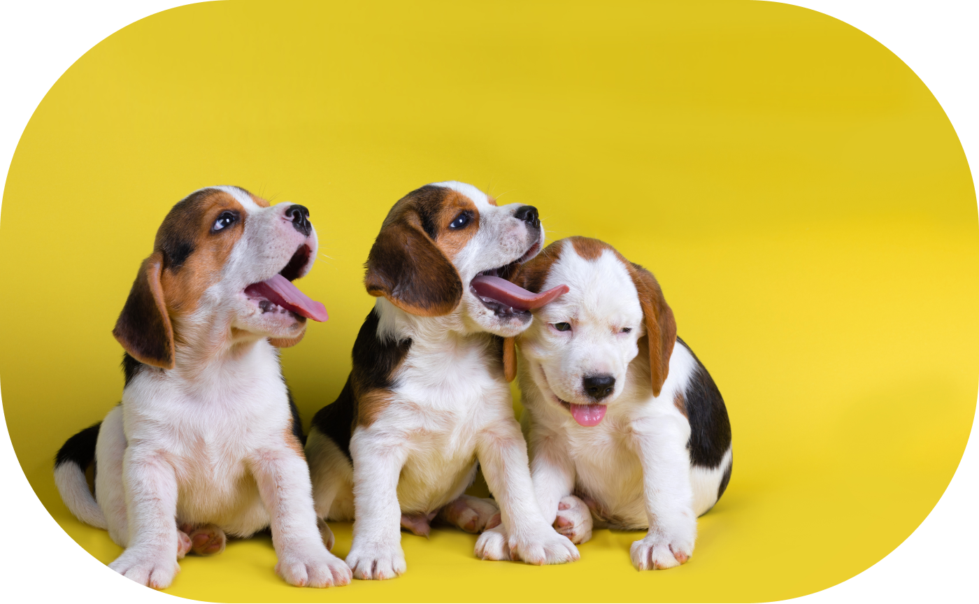 Cachorros bocejando