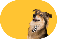 Imagem de um cachorro