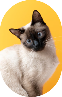 Imagem de um gato