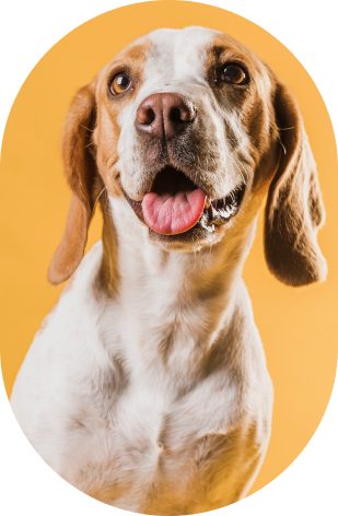 Imagem de um cachorro
